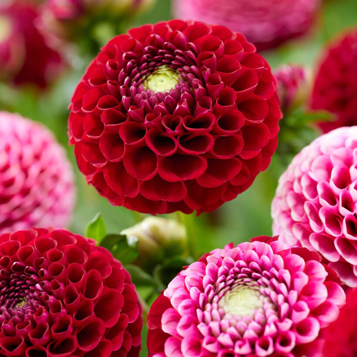 Dahlie 'Chick A Dee'